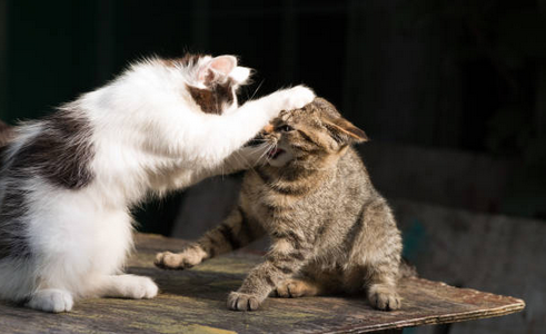 Waarom vechten katten?