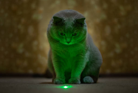 Katten en laserpointers: de perfecte prooi voor uw kat?