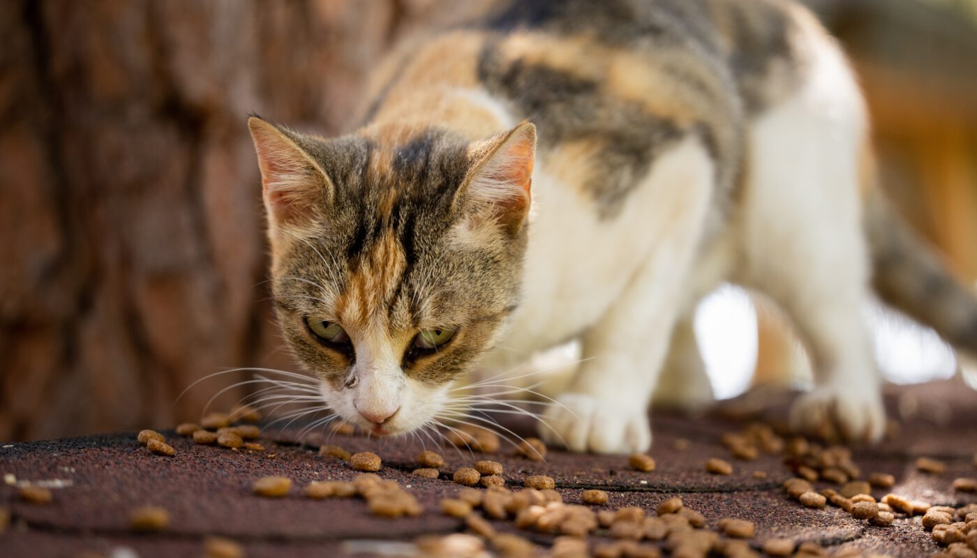 Kattenweetjes